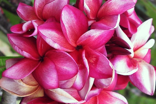 گل یاسمن صورتی